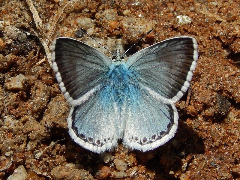 Polyommatus coridon? S